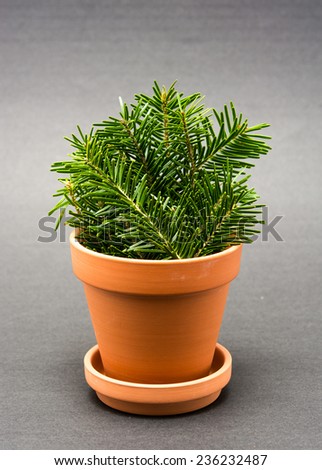 Fir branches in a clay pot on grey background