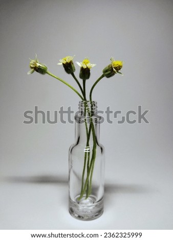 Tridax procumbens or Coat buttons flowers in a clear bottle vase isolated on white