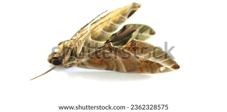 moth  It was large and had a pattern similar to a military uniform. It was dead, frozen, lifeless, lying on its stomach, but still intact.  The wings are still intact. Royalty-Free Stock Photo #2362328575