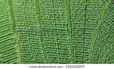 This aerial perspective offers a unique view of tobacco fields stretching as far as the eye can see. The geometric precision of the rows is a testament to meticulous farming.