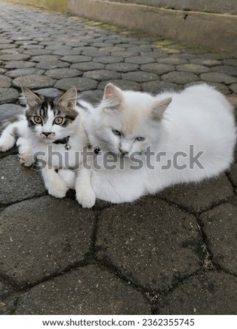 A couple of elegant domestic cat in high angle view.