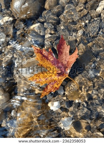 plane leaf, faded plane leaf in the waves, plane leaf background, close-up leaf background in clear water Royalty-Free Stock Photo #2362358053