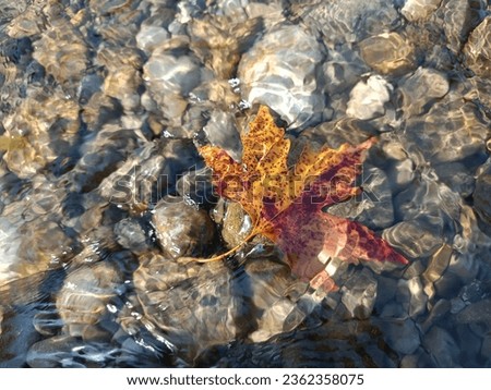 plane leaf, faded plane leaf in the waves, plane leaf background, close-up leaf background in clear water Royalty-Free Stock Photo #2362358075