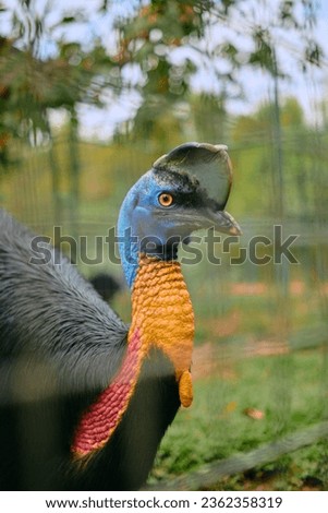Close up photo of 'Cassowary Bird', endemic animal from tropical forest in eastern Indonesia, and Australia.