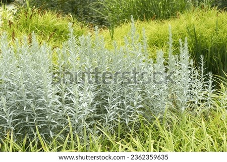 Artemisia ludoviciana Silver Queen is a perennial plant in the Asteraceae family. The plant comes from Southern Canada and the USA. Wormwood bushes in the composition of an alpine hill Royalty-Free Stock Photo #2362359635