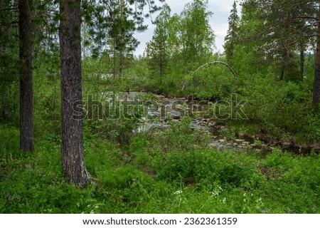 Stream with stones in forest with grass and bushes