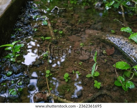 Indonesian Bali, Photo of waterlogged land and wet wild plants. Royalty-Free Stock Photo #2362361695