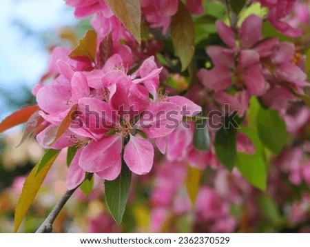 Malus Royalty Crabapple tree with flowers in the morning sun close up.  Apple blossom. Spring background. Royalty-Free Stock Photo #2362370529
