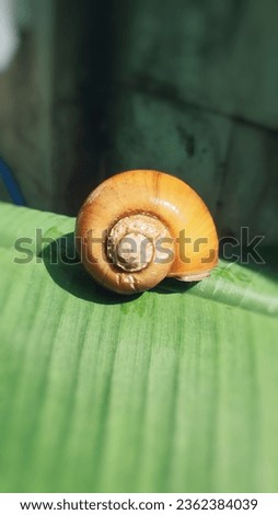a golden apple snail on banana leaf with copy space