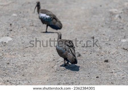 Wild birds in Serengeti National Park