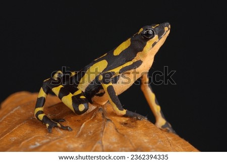 A portrait of a Harlequin Toad on a leaf
