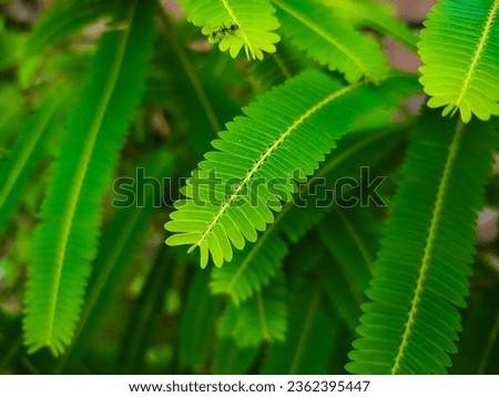 Beautiful Green leaves of amlaki tree.