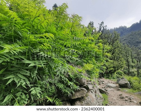Beautiful growth of lush green bushes in the Garhwal reigon of Uttarakhand India