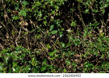 texture background of bush with branch in full light
