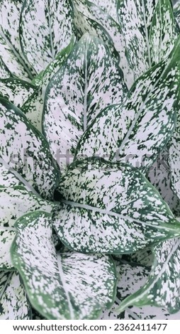 The Sri Rejeki Super White ornamental plant has white leaves and light green spots. Usually, this plant is placed in a fairly cool room.