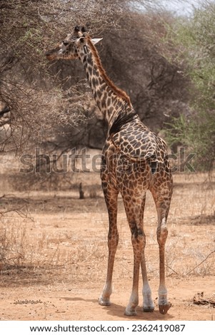 "Graceful Giants: A Towering Giraffe in the Wild" Royalty-Free Stock Photo #2362419087