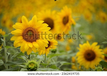 Beautiful sunflower on a sunny day with a natural background. Selective focus. High quality photo. sunflowers in the garden, flowers image. Sunflower on blurred sunny nature background.