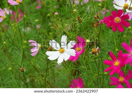 Pictures of cosmos flowers in full bloom