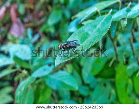 Close up of the skin side shot with the focus of a black hairy fly resting on a leaf background