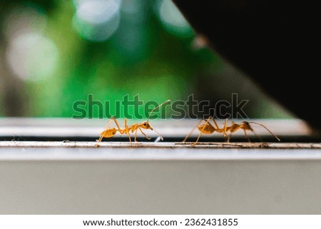 Close up shot of red fire ants (Solenopsis invicta) with blurred background.
