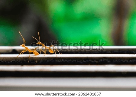 Close up shot of red fire ants (Solenopsis invicta) with blurred background.