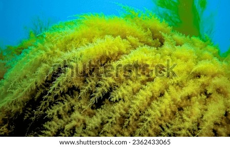Black Sea, Hydroids Obelia, (coelenterates), Macrophytes Red and Green algae Royalty-Free Stock Photo #2362433065