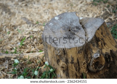 Fallen tree stump in close-up photo