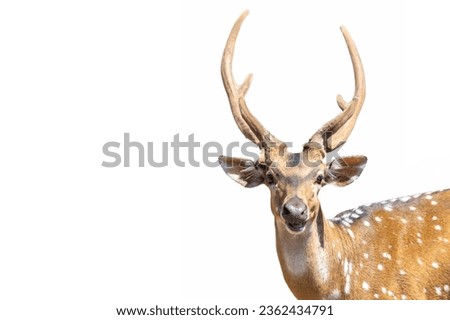 Close up of male sika deer isolated on white background. Sika deer antler with clipping path. Royalty-Free Stock Photo #2362434791