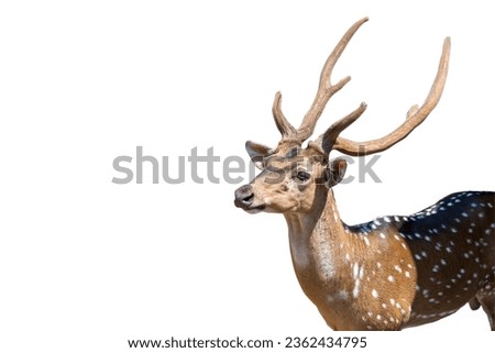 Site view of male sika deer isolated on white background. Sika deer antler with clipping path. Royalty-Free Stock Photo #2362434795