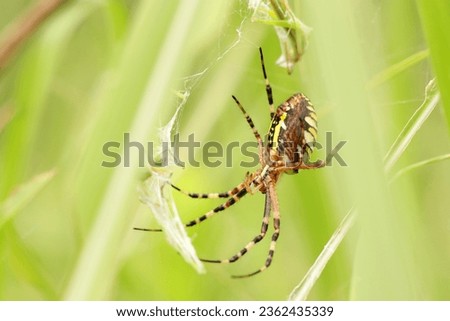 Female Wasp spider wrapping the prey (Nagakoganegumo, Argiope bruennichi) spider. Bright grass field background (Wildlife closeup macro photograph) 