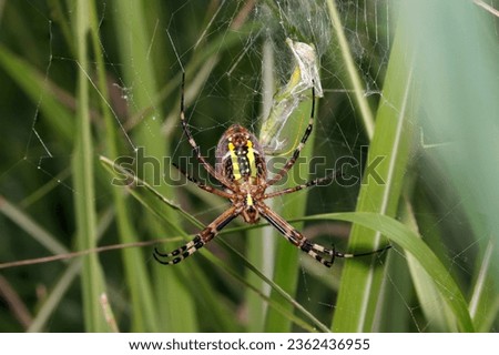 Belly side of female Wasp spider (Nagakoganegumo, Argiope bruennichi) spider. Bright grass field background (Wildlife closeup macro photograph) 