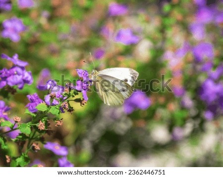 Summer bright background with butterfly and flower. Mesmerizing Cabbage White butterfly feeding nectar from a purple flower.