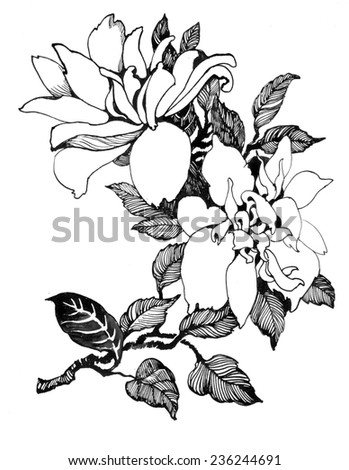 Flowering Branch of Magnolia on white background
