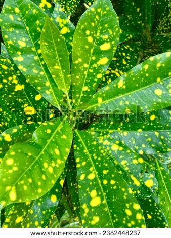 Codiaeum variegatum  is an auspicious tree. Therefore it is popular to plant it for decoration. To enhance auspiciousness.