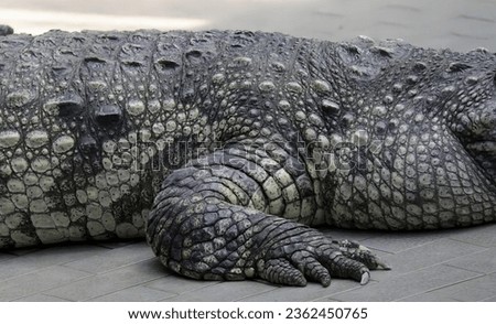 a photography of a large alligator laying on the ground, crocodylus niloticus, a large crocodile with a very long snout.