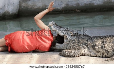 a photography of a woman laying on the ground next to a crocodile, crocodylus niloticusus, a crocodile, is being fed by a woman.