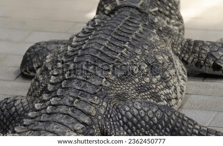 a photography of a large alligator laying on a tiled floor, crocodylus niloticus, a large crocodile with a long snout.