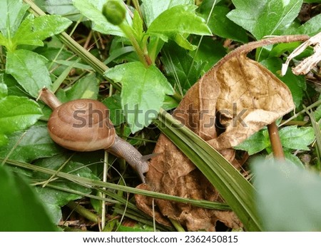 a photography of a snail crawling on the ground in the grass, snail crawling on the ground in the grass with leaves.