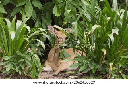 a photography of a deer laying in the grass surrounded by plants, gazelle laying in the grass surrounded by plants and greenery.