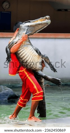 a photography of a man holding a large alligator in a pool, alligator mississipiensis in a man's arms in a pool.