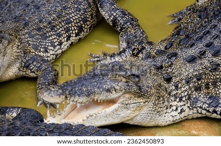 a photography of two alligators laying in a muddy pool, crocodylus niloticuse, a large crocodile with its mouth open.