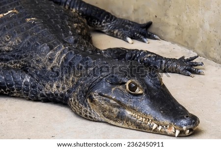 a photography of a large alligator laying on the ground, alligator mississipiensis, the largest of the three species.