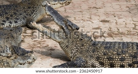 a photography of two alligators are fighting over a piece of meat, crocodylus niloticuses are the largest of the crocodiles.