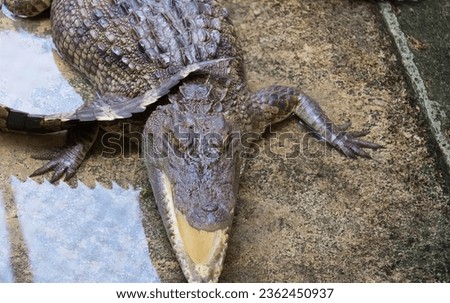 a photography of a crocodile laying on the ground with its mouth open, crocodylus niloticuse, a large alligator with a long snout.