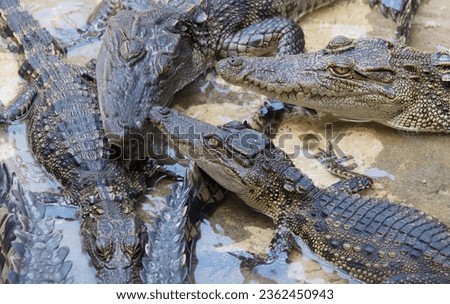 a photography of a group of alligators in a muddy area, crocodylus niloticuse are resting in the water.