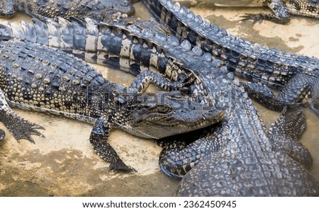 a photography of a group of alligators laying on a rock, crocodylus niloticuse, a large group of alligators in a zoo.