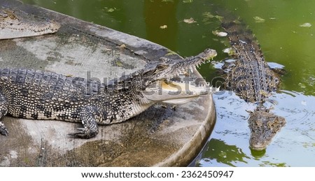 a photography of a group of alligators sitting on a rock near water.