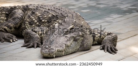 a photography of a large alligator laying on a tiled floor, crocodylus niloticus, a large crocodile with a very long snout.