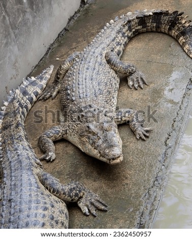 a photography of two alligators laying on a rock near water, crocodylus niloticuse, a large alligator with a short snout.
