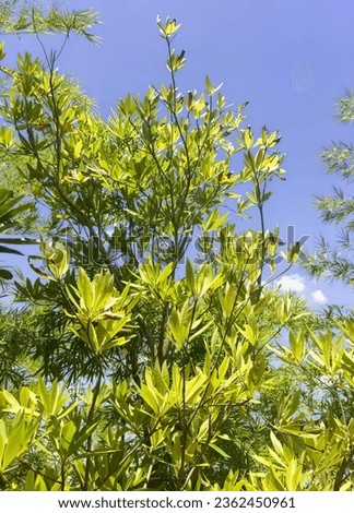 a photography of a tree with green leaves and a blue sky, lakeshore plants with green leaves and blue sky in background.